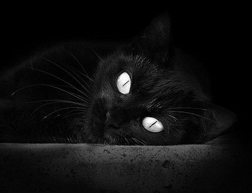 体育新闻中心启动体育数字版权风险防控项目，体育数字化建设